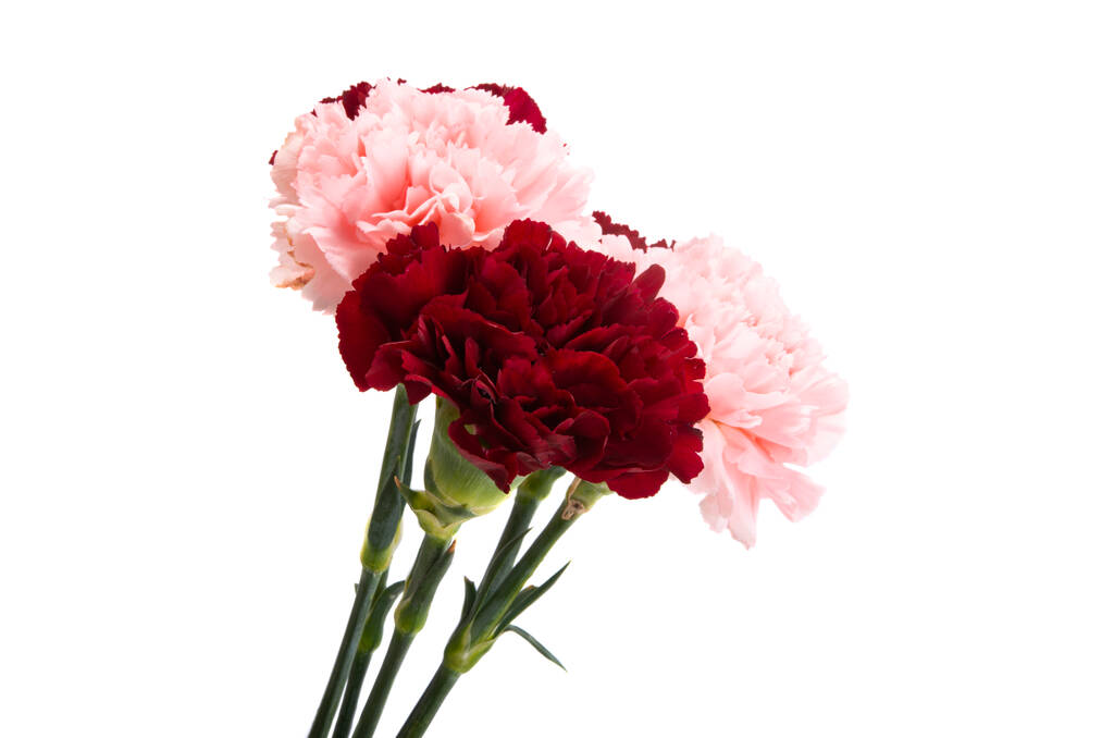 Blossoms of Love Flowers Symbolizing Eternal Devotion 9