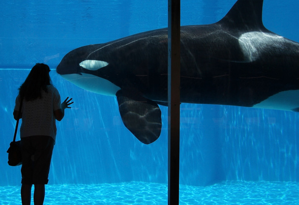 How Climate Change Affects Orcas Impacts & Adaptations