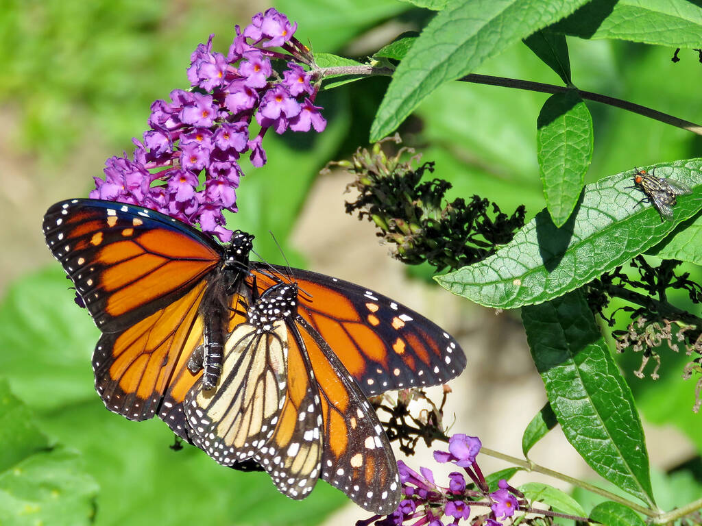 Monarch Butterfly Stages of Life