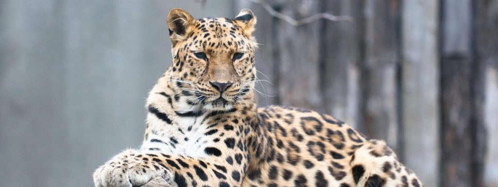 Amur Leopard The Rare Jewel of the Animal Kingdom