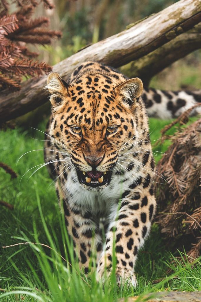 Amur Leopard The Rare Jewel of the Animal Kingdom