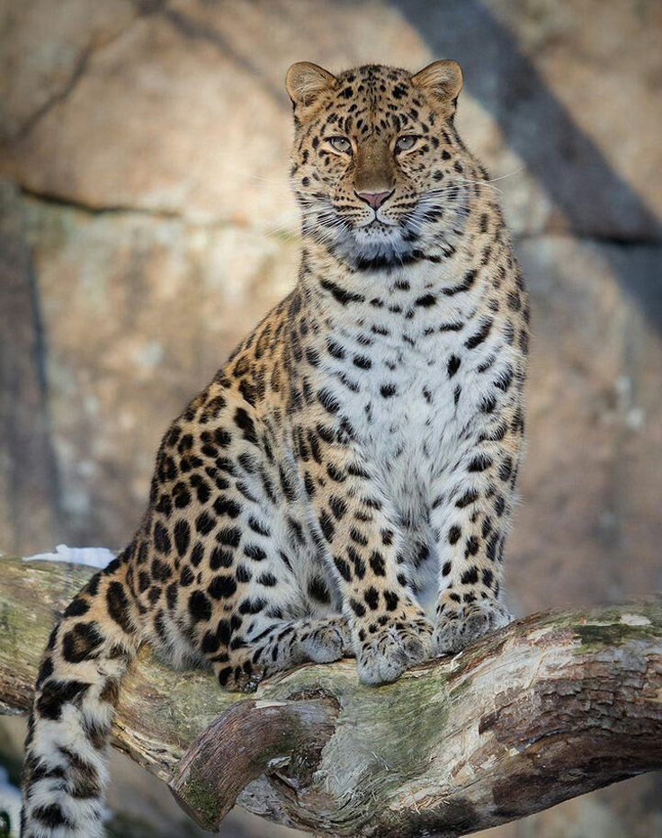 Amur Leopard The Rare Jewel of the Animal Kingdom