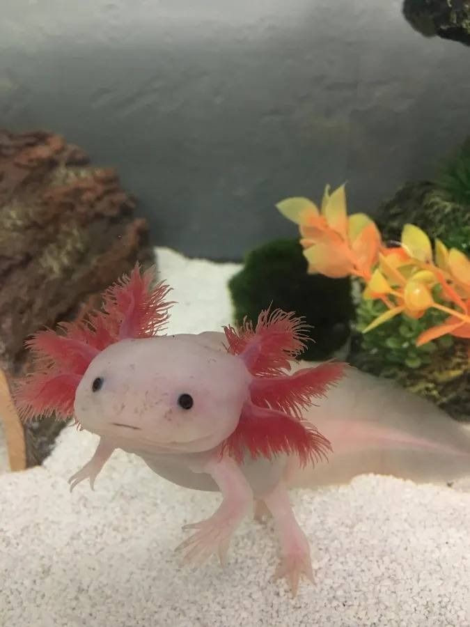 Axolotl The Captivating 'Walking Fish' of Mexico