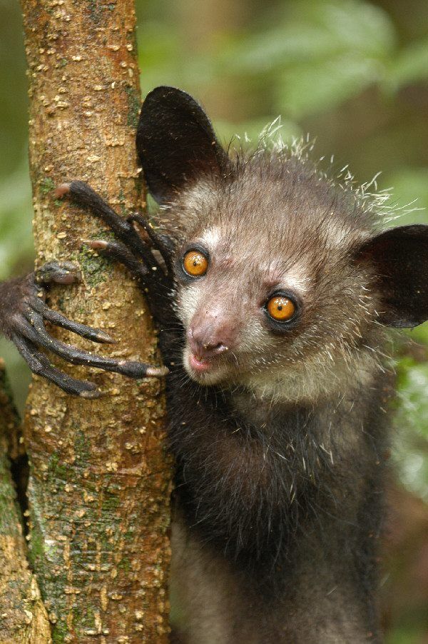 Aye Aye The Mysterious Nocturnal Lemur Of Madagascar (1)