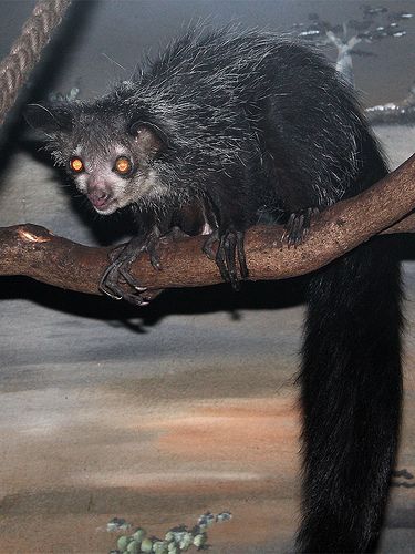 Aye Aye The Mysterious Nocturnal Lemur Of Madagascar (4)