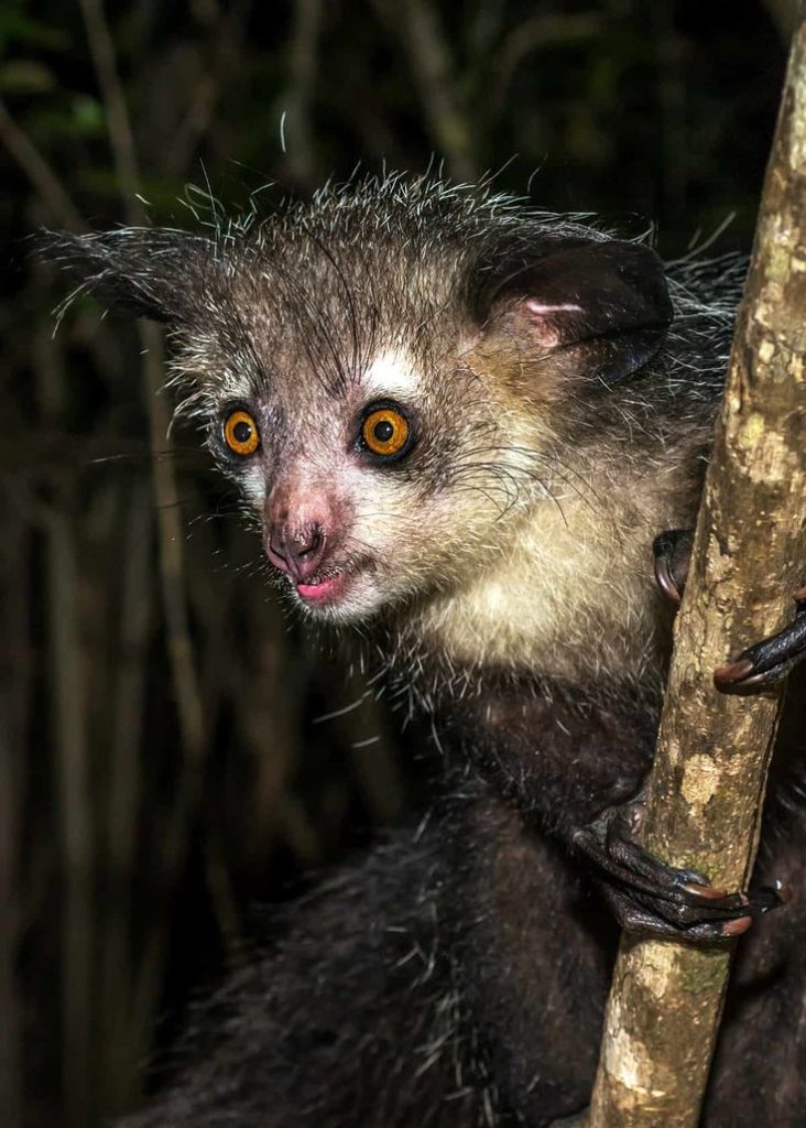 Aye Aye The Mysterious Nocturnal Lemur Of Madagascar (5)