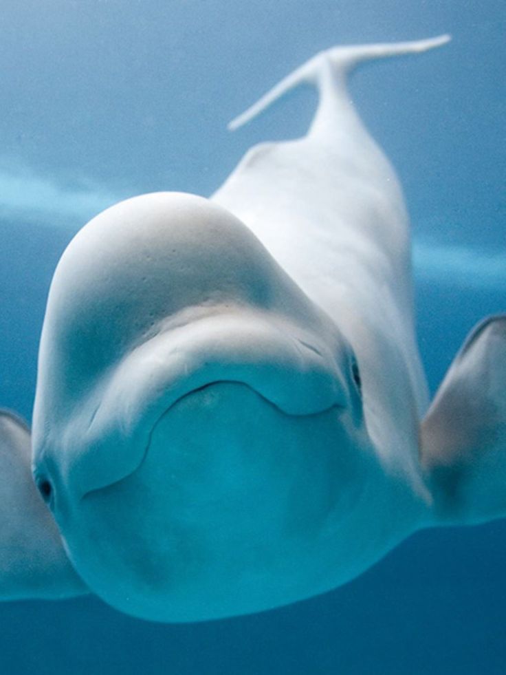 Beluga Whale The Arctic's Canary of the Sea