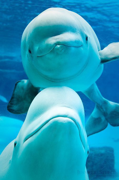 Beluga Whale The Arctic's Canary of the Sea