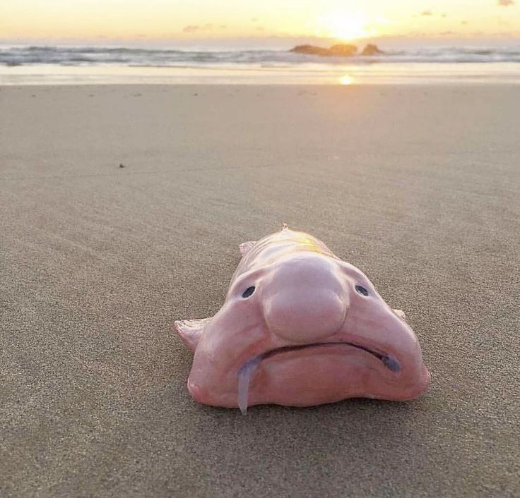 Blobfish Secrets of the Deep-Sea Survivor