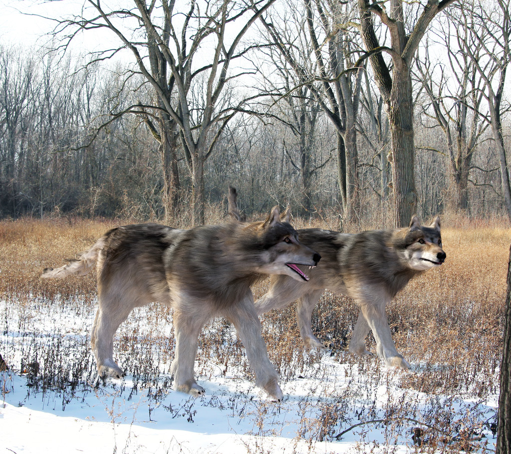 Dire Wolves Hunting Together