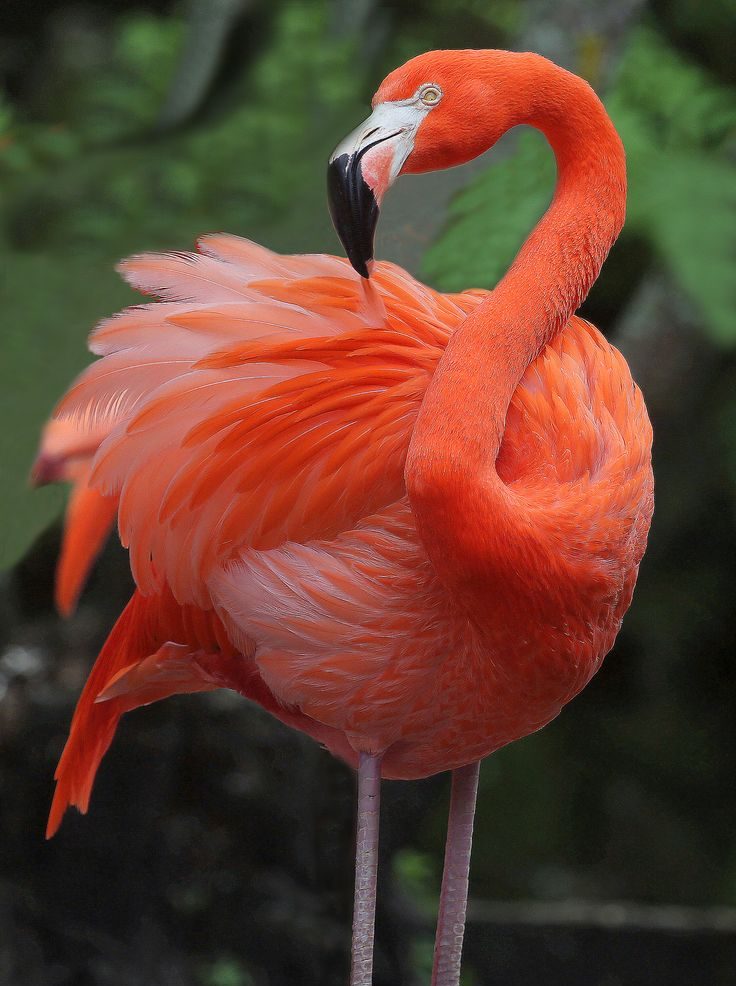 Flamingo The Iconic Wader with a Fiery Hue