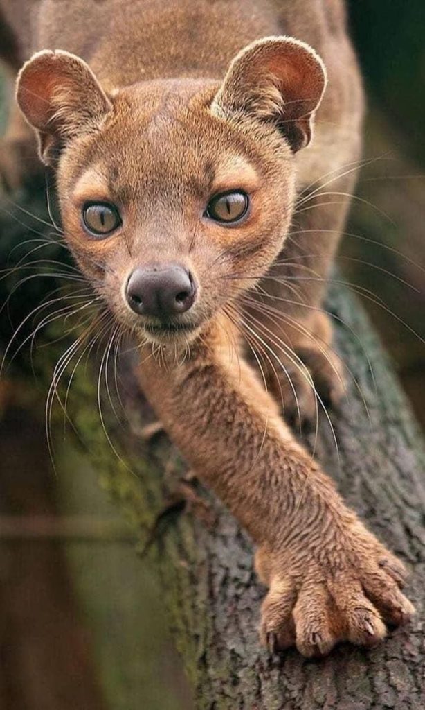 Fossa Madagascar’s Elusive Apex Predator