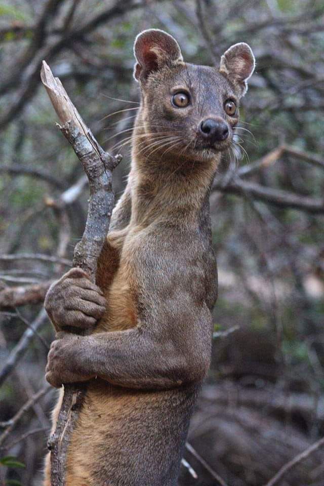 Fossa Madagascar’s Elusive Apex Predator