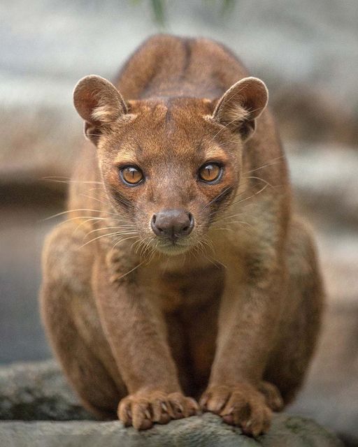 Fossa Madagascar’s Elusive Apex Predator