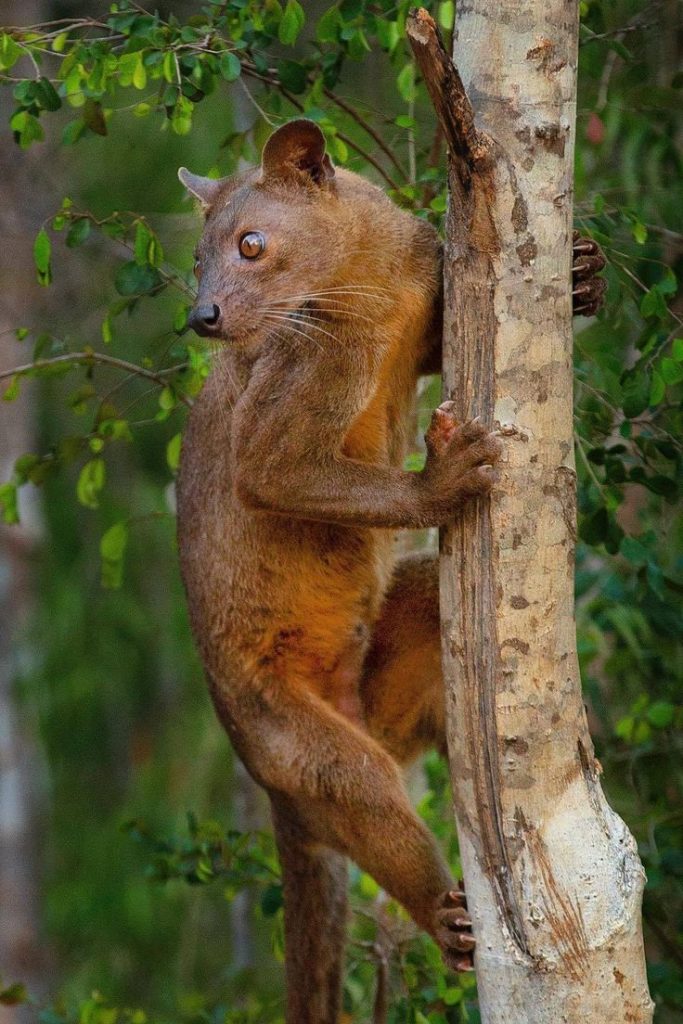 Fossa Madagascar’s Elusive Apex Predator