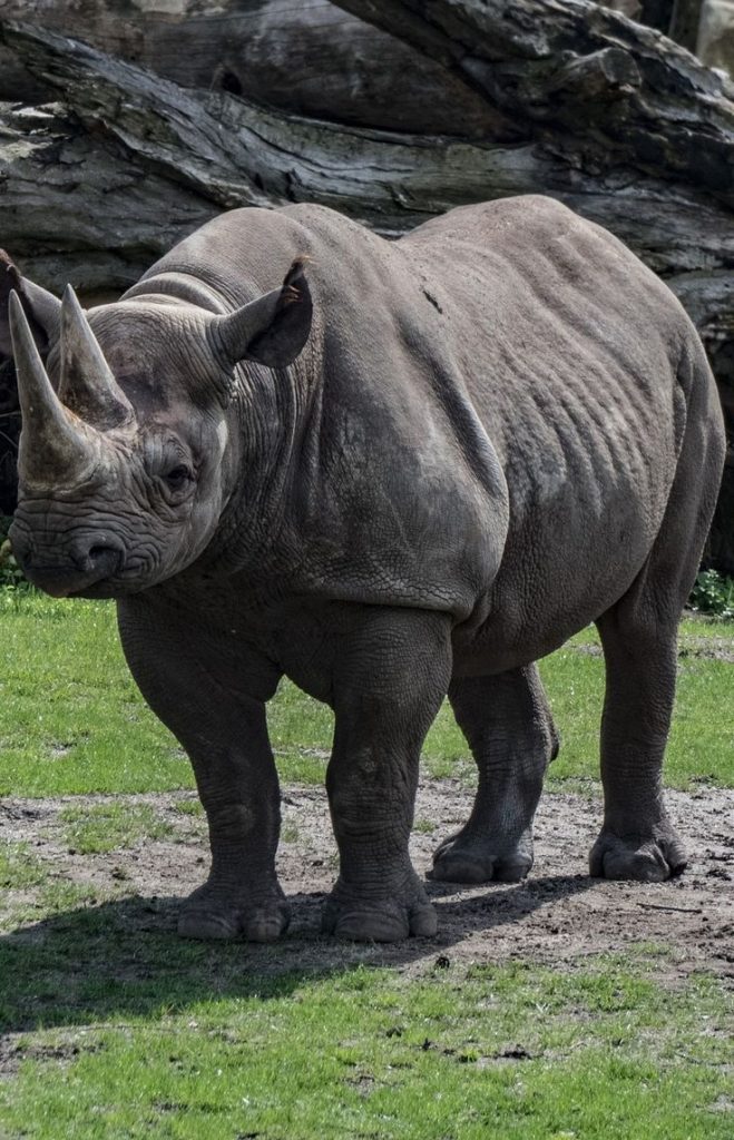 Javan Rhino The Struggle For Survival And Hope For Conservation