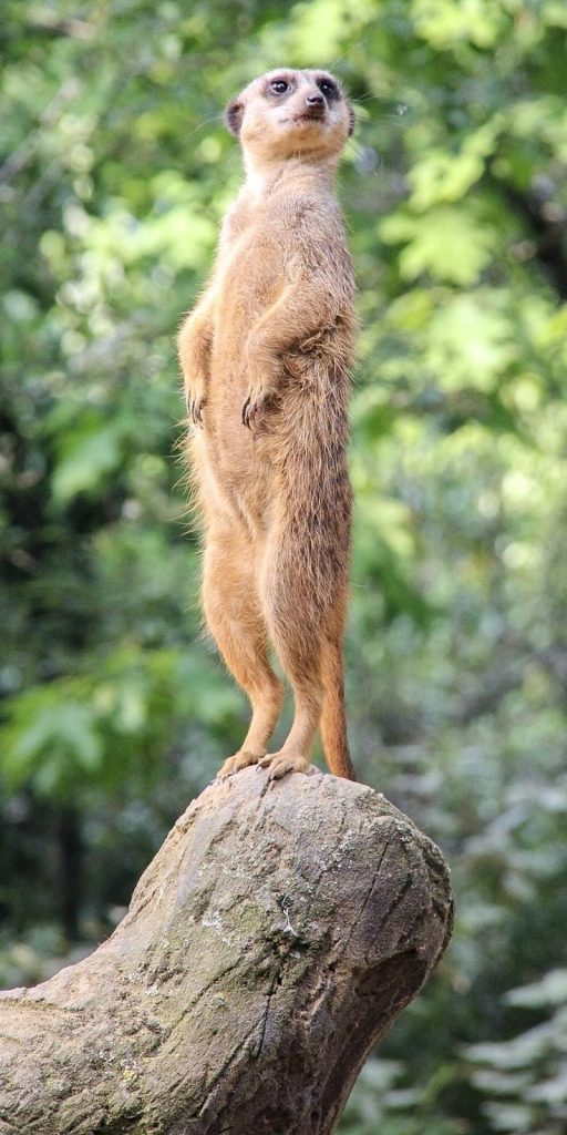 Meerkat Life In The Kalahari And Beyond