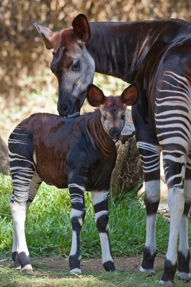 Okapi Mystical Wanderers of the African Rainforest