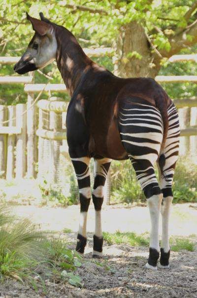 Okapi Mystical Wanderers of the African Rainforest