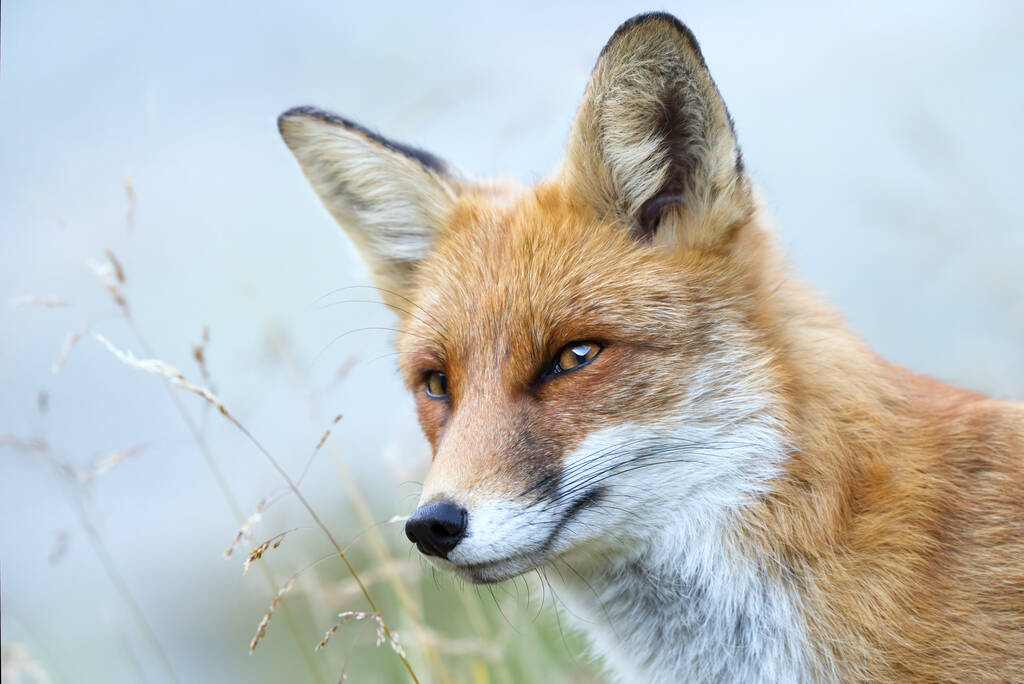 Red Fox Vulpes Vulpes, Close Up Portrait With Bokeh