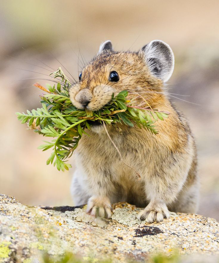 American Pika