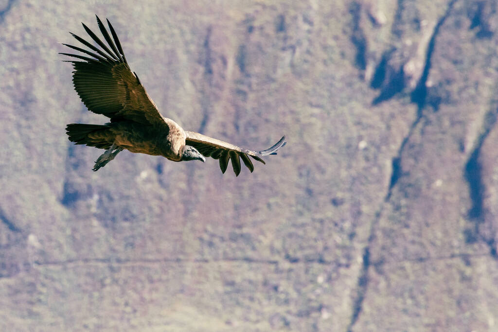 Andean Condor (vultur Gryphus), One Of The Largest Flying Birds In The World, Flying Over The Colca Canyon In Peru On A Background Of Mountains