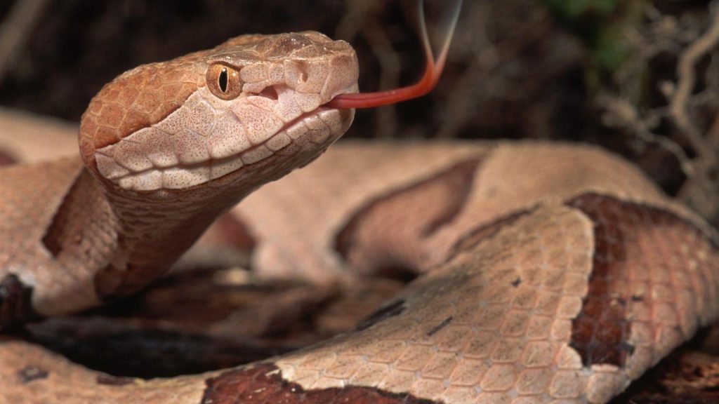 Boa Constrictor Biography The Life And Legacy Of Nature's Master Predator (2)