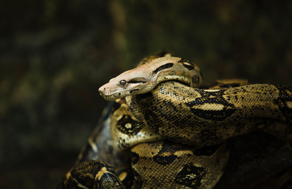 Boa On The Branch