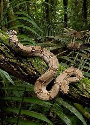 Boa Constrictor Biography The Life And Legacy Of Nature's Master Predator (4)