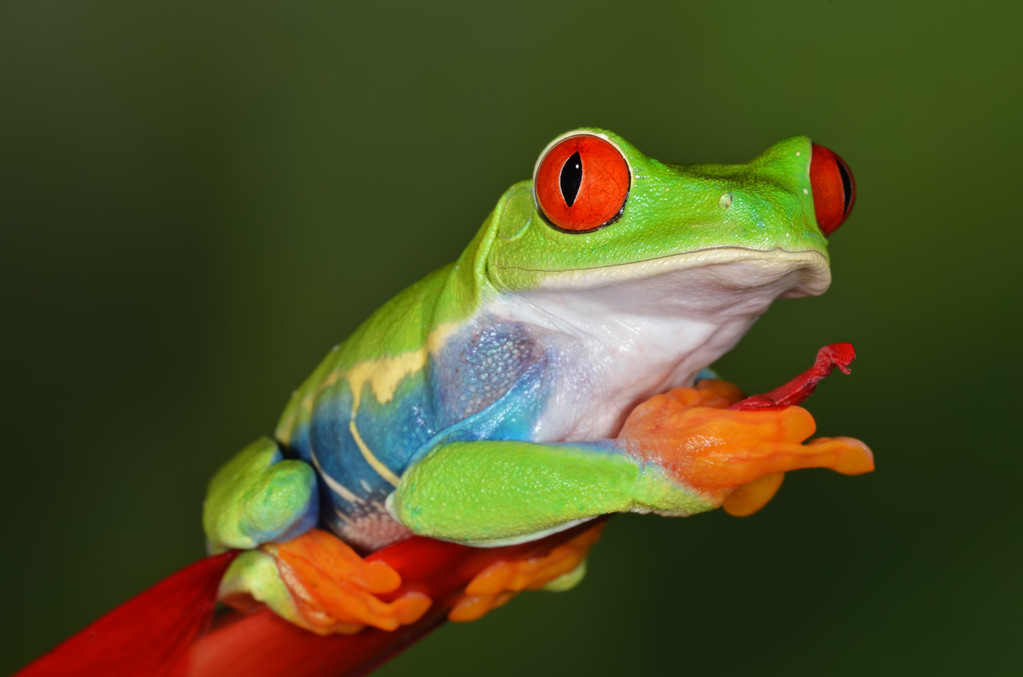 Close Up Of A Perched Red Eye Tree Frog (agalychnis Callidryas)