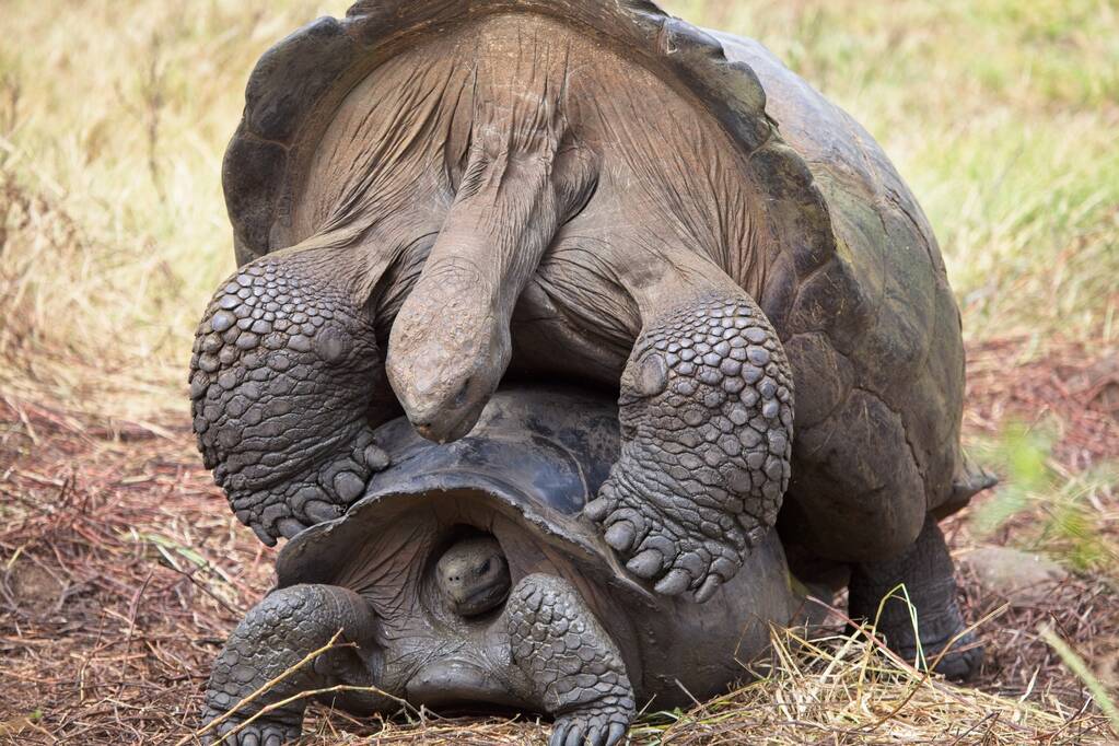 Closeup Of Two Galapagos Tortoise (chelonoidis Nigra) Mating Galapagos Islands Ecuador