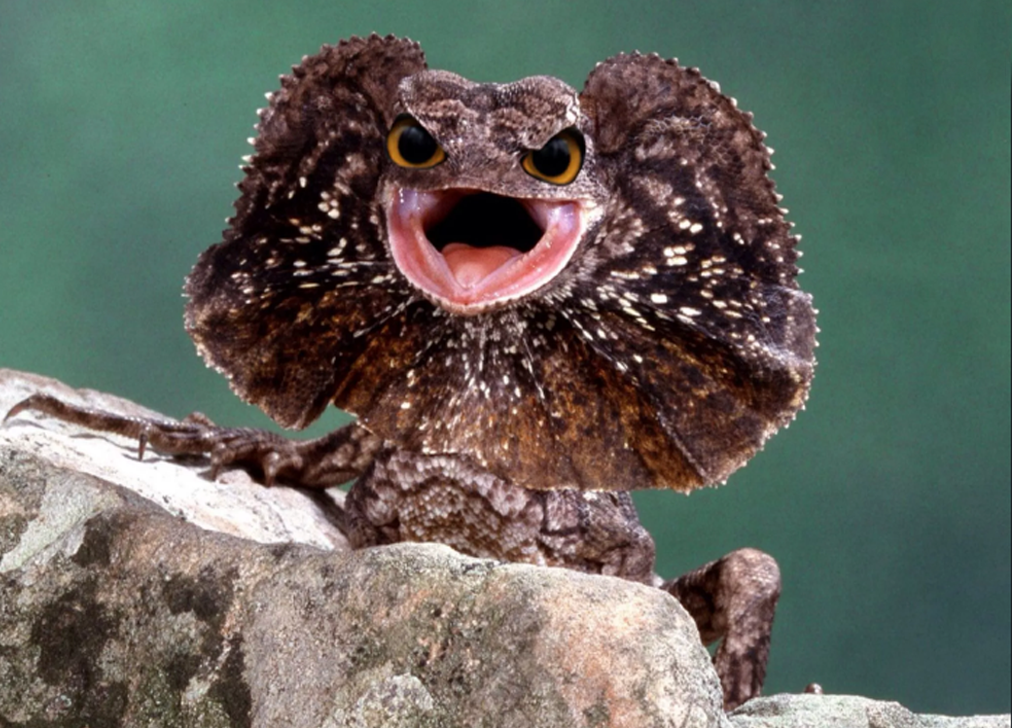 Frilled Lizard Biography Exploring The Life And Tactics Of A Unique Reptilefrilled Lizard Biography Exploring The Life And Tactics Of A Unique Reptile (2)