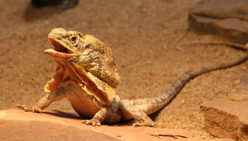 Frilled Lizard Biography Exploring The Life And Tactics Of A Unique Reptilefrilled Lizard Biography Exploring The Life And Tactics Of A Unique Reptile (3)