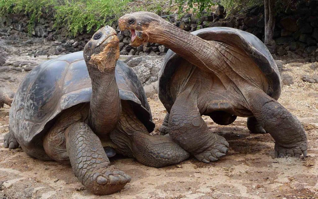 Galapagos Tortoise Biography Evolution, Ecology, And Conservation (1)