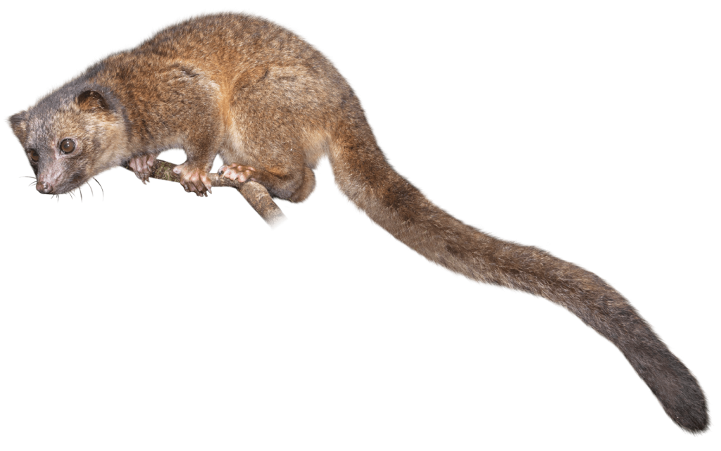 Kinkajou A Detailed Biography Of The Rainforest's Nocturnal Acrobat