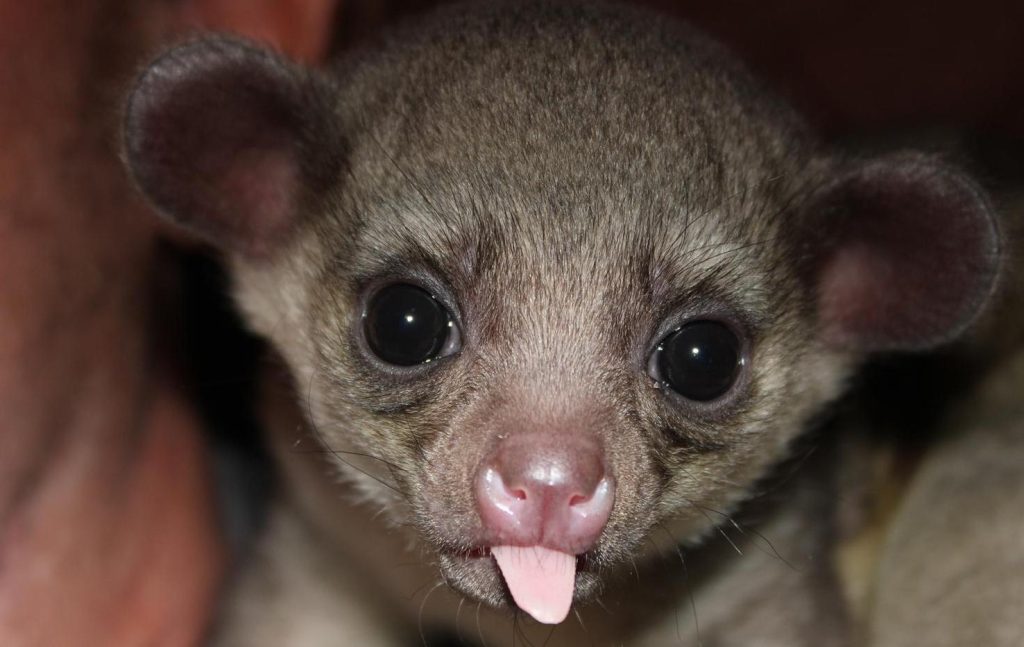 Kinkajou A Detailed Biography Of The Rainforest's Nocturnal Acrobat