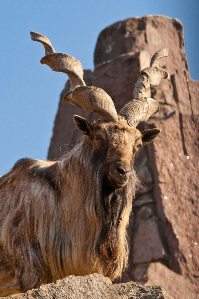 Markhor Biography The Resilient King Of The Mountains (1)