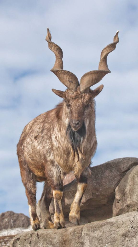 Markhor Biography The Resilient King Of The Mountains (3)