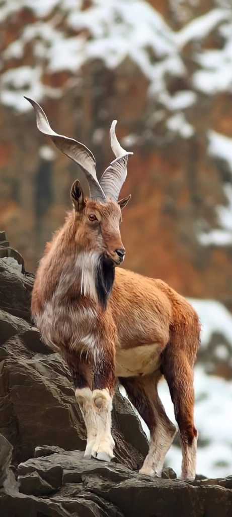 Markhor Biography The Resilient King Of The Mountains (4)