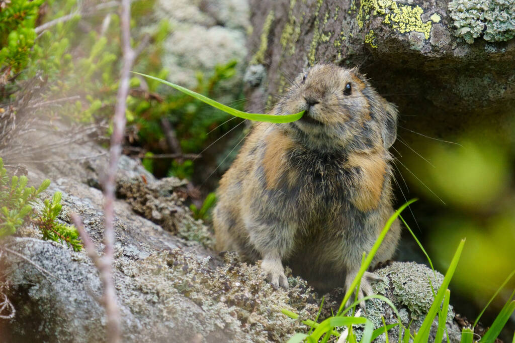 One Pika On The Rock