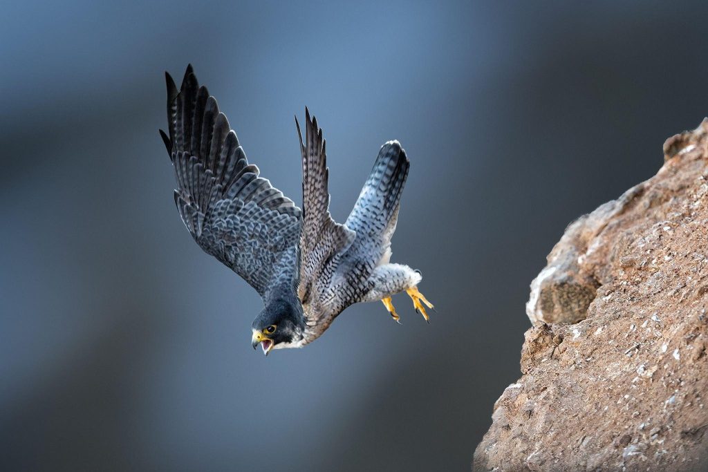 Peregrine Falcon The Astonishing Story Of The World's Fastest Animal (2)