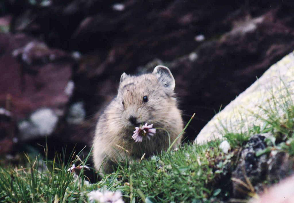 Pika Biography The Tiny Alpine Survivor And Its Role In Ecosystems (2)