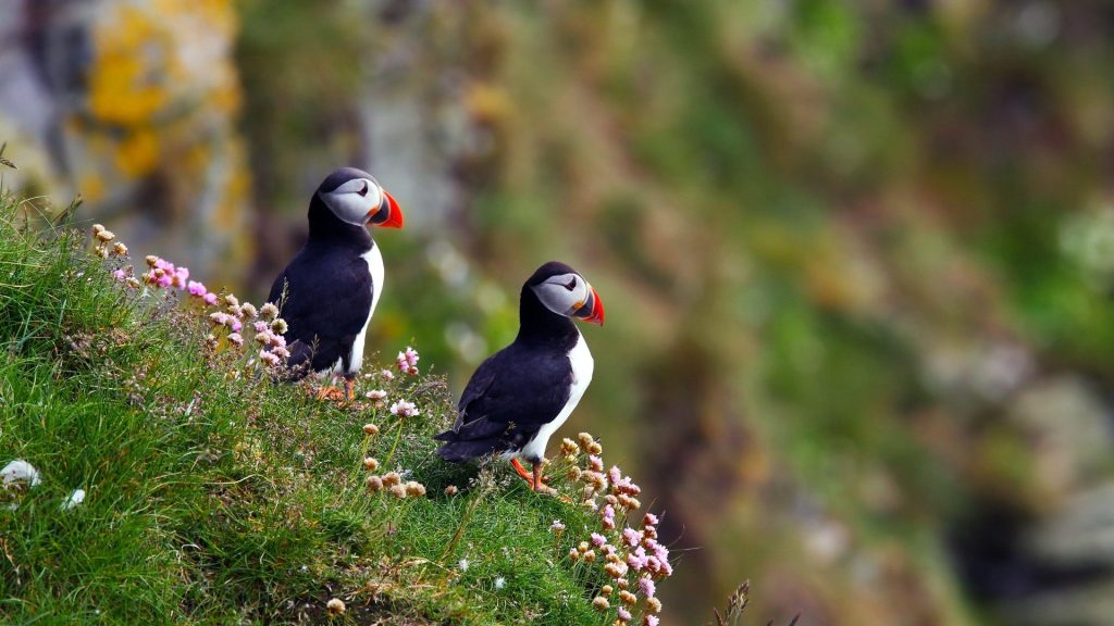 Puffin The Clown of the Seabirds