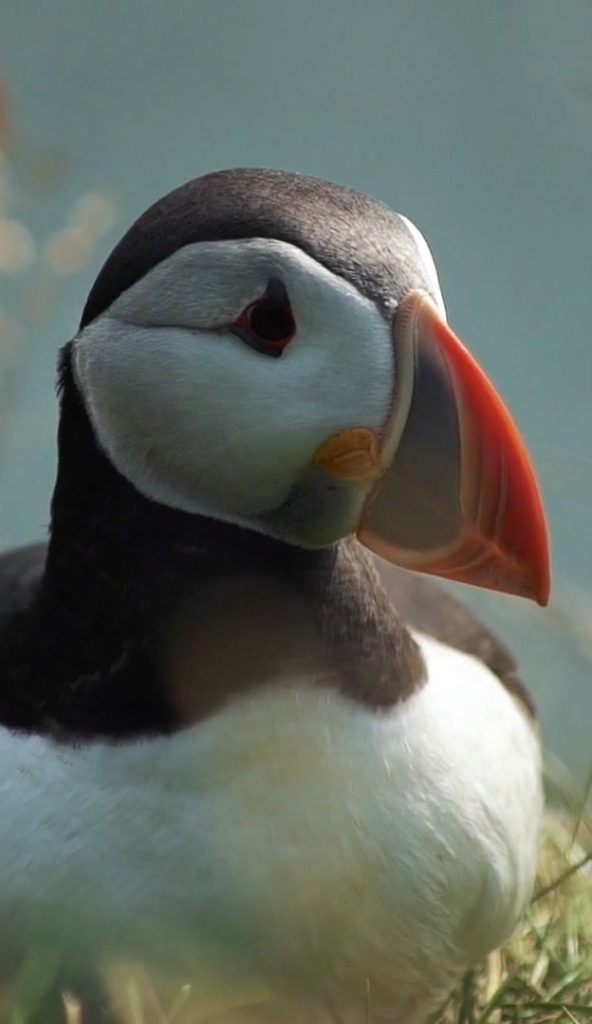 Puffin The Clown Of The Seabirds