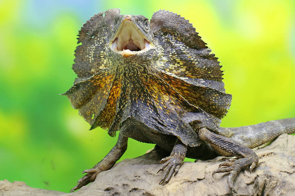 Soa Payung (chlamydosaurus Kingii), Also Known As The Frilled Lizard Or Frilled Dragon, Is Showing A Threatening Expression