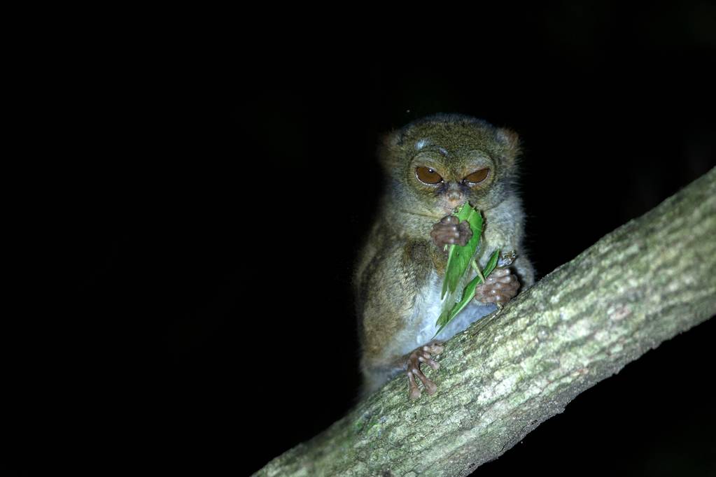 Spectral Tarsier, Tarsius Spectrum, Portrait Of Rare Endemic Nocturnal Mammal Eating Grasshopper, Small Cute Primate In Large Ficus Tree In Jungle, Tangkoko National Park, Sulawesi, Indonesia, Asia