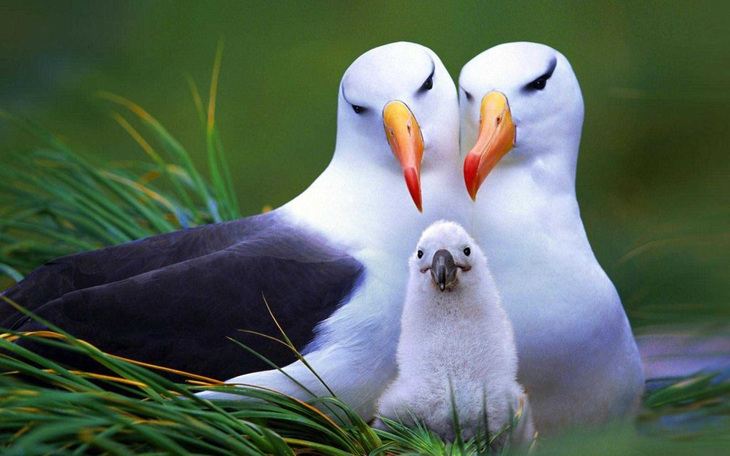 The Albatross Majestic Glider of the Open Oceans