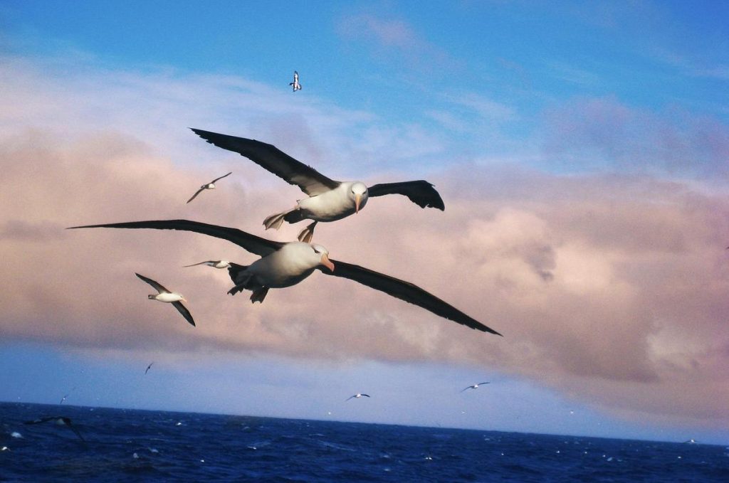 The Albatross Majestic Glider of the Open Oceans