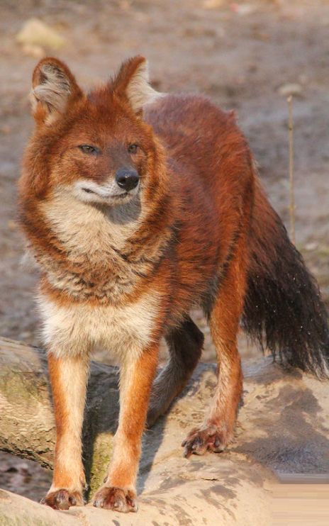 The Dhole A Comprehensive Biography Of The Asiatic Wild Dog