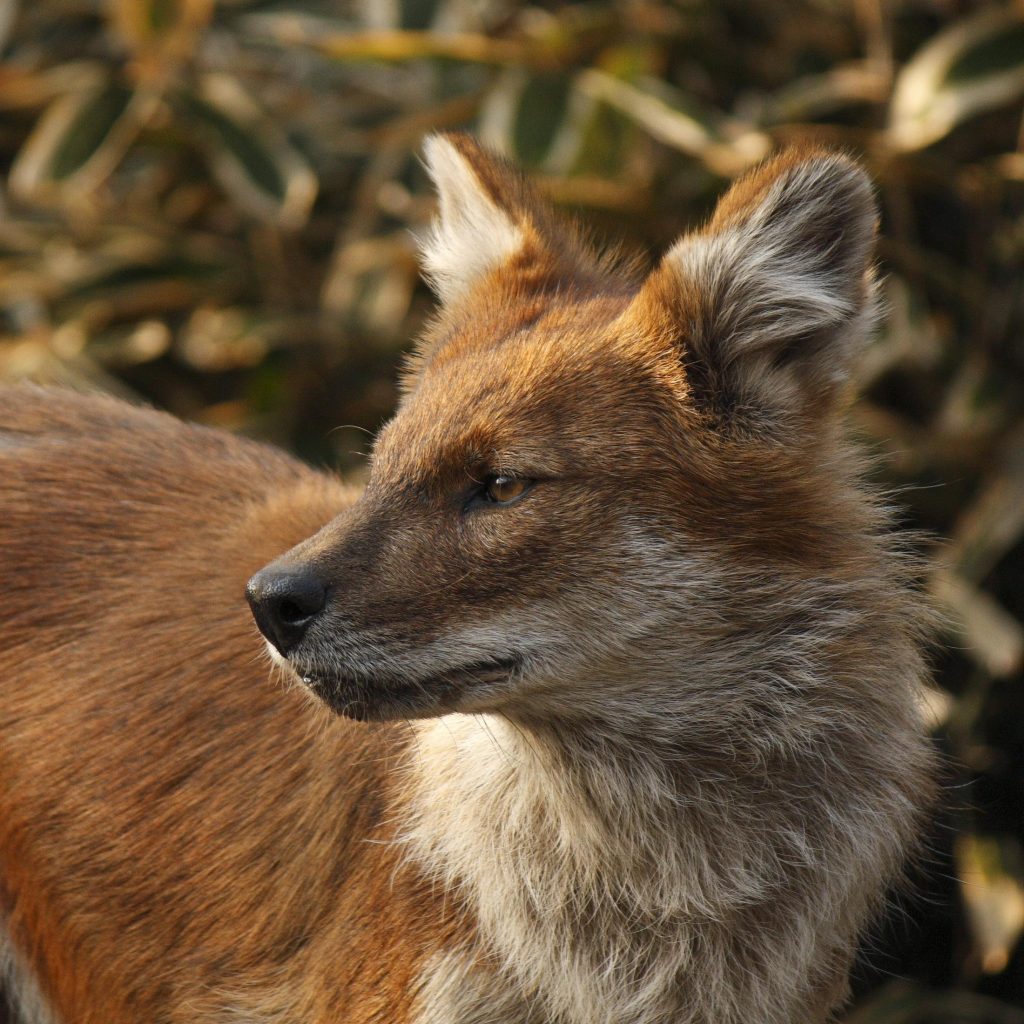 The Dhole A Comprehensive Biography Of The Asiatic Wild Dog